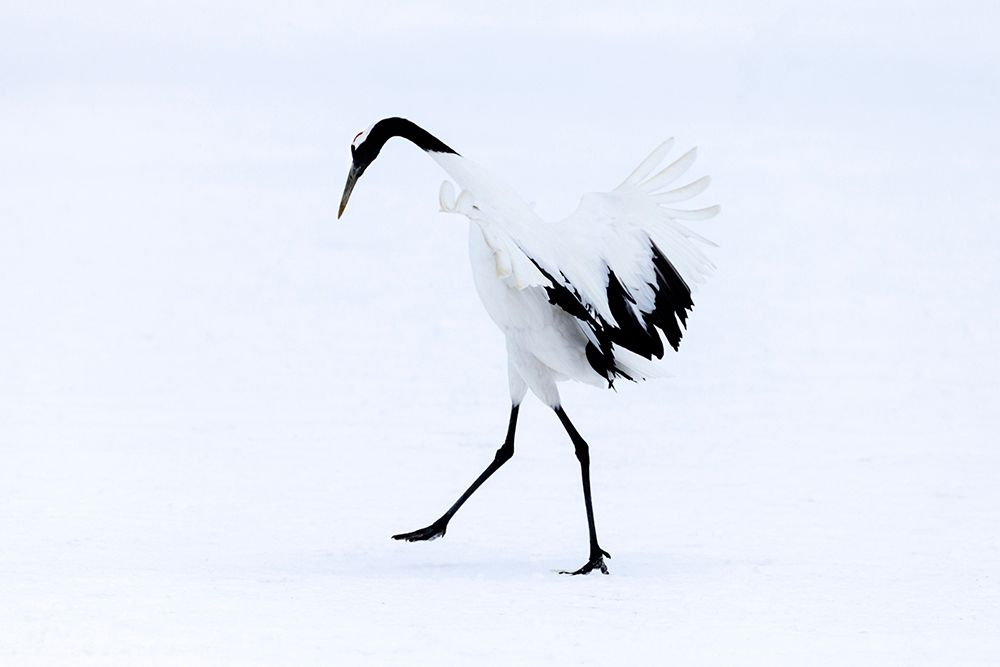Japan-Hokkaido-Kushiro A red-crowned crane assumes elegant positions during its courtship dance